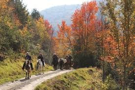 Horse Trails
