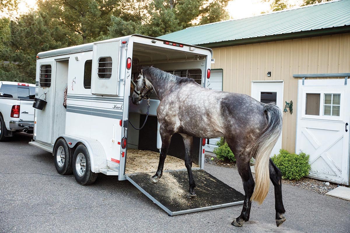horse on trailer