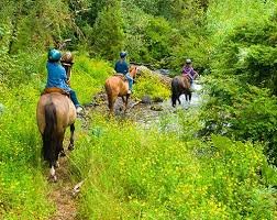 Horse Riding Trail Rides