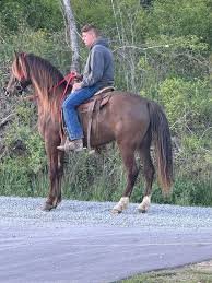 Trail Horses For Sale