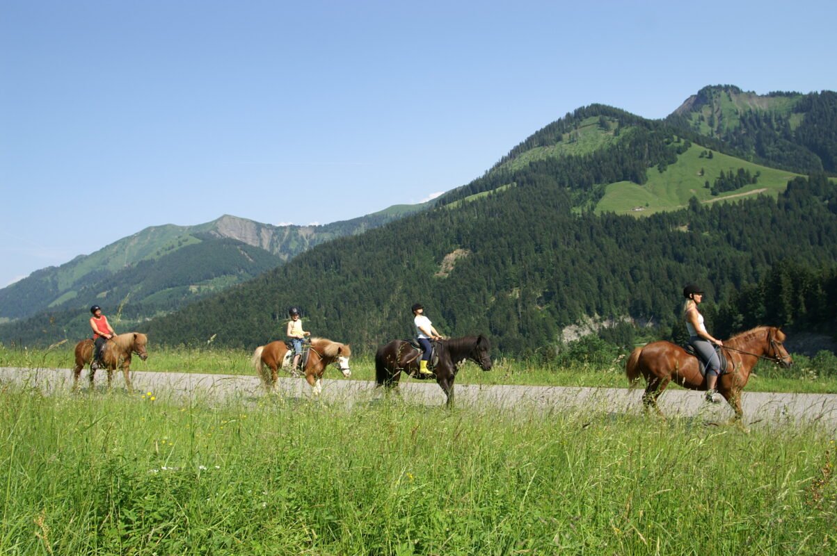 Trail Ride Horse