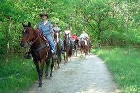 Trail Riding Horses Near Me
